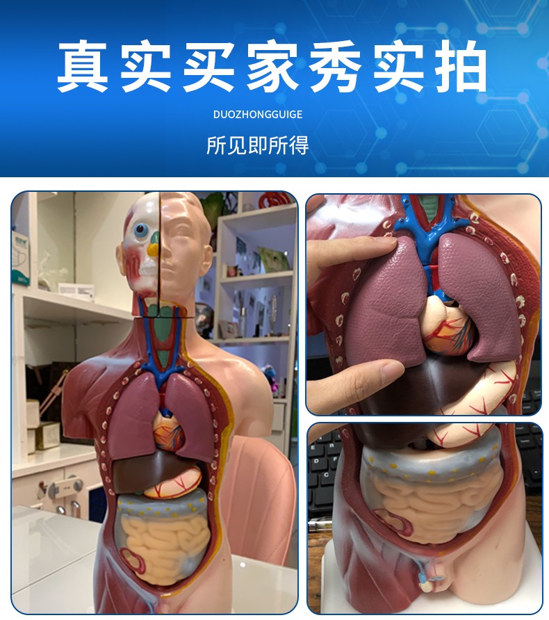 人體解剖模型器官可拆卸醫學教學心臟內臟模型玩具軀幹結構圖精品醫學