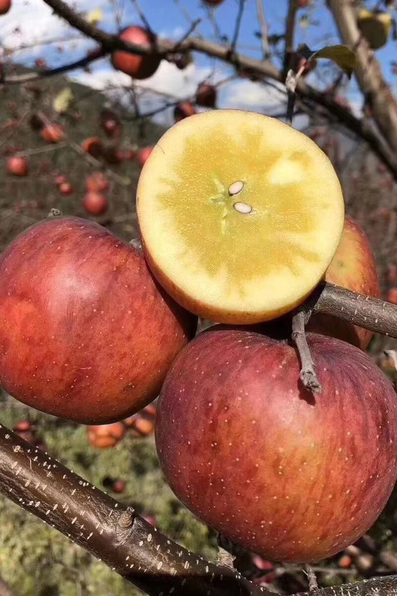 四川大凉山丑苹果 盐源苹果冰糖心很丑的萍果鲜水果红富士礼盒整箱现