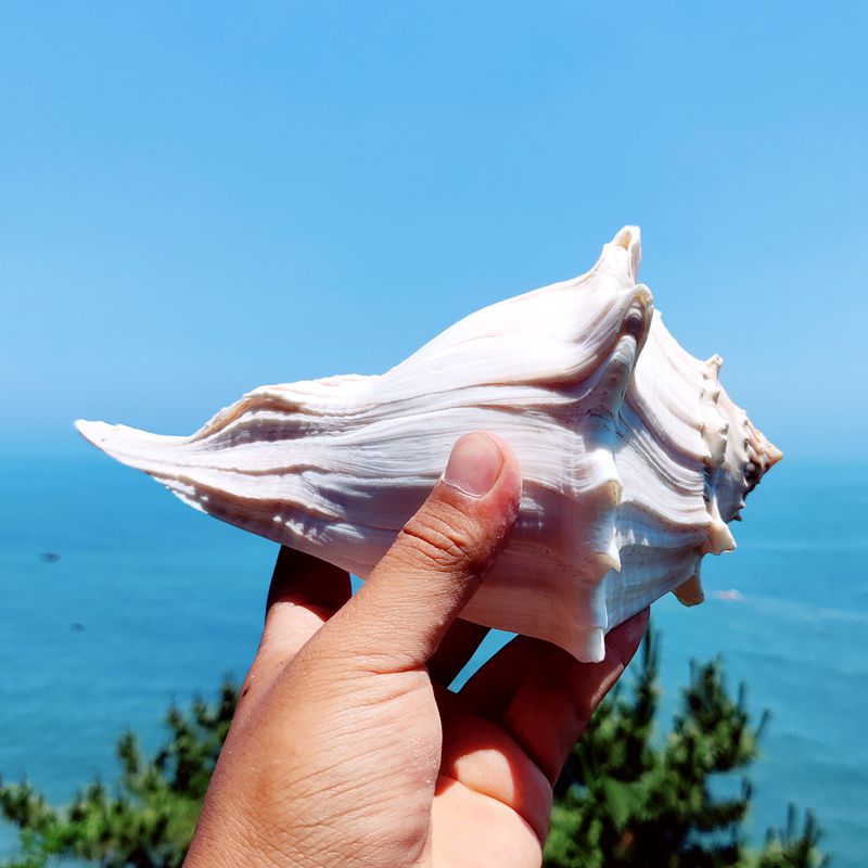 驰露 天然大海螺贝壳左旋海螺观音螺大号稀有标本鱼缸造景海鲜厨房