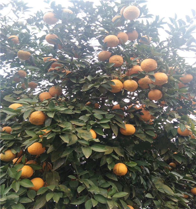 臭皮柑湖北酸抛柑酸泡柑酸柑子孕妇水果苦柑子5斤整箱应季水果送礼特