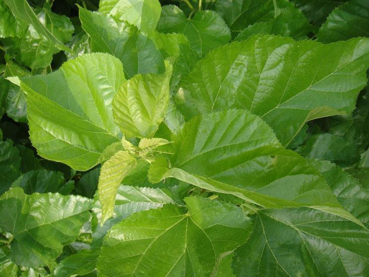 新鲜桑叶活体彩色桑蚕宝宝食物春蚕卵养蚕套装蚕桑树叶片现摘嫩叶享动