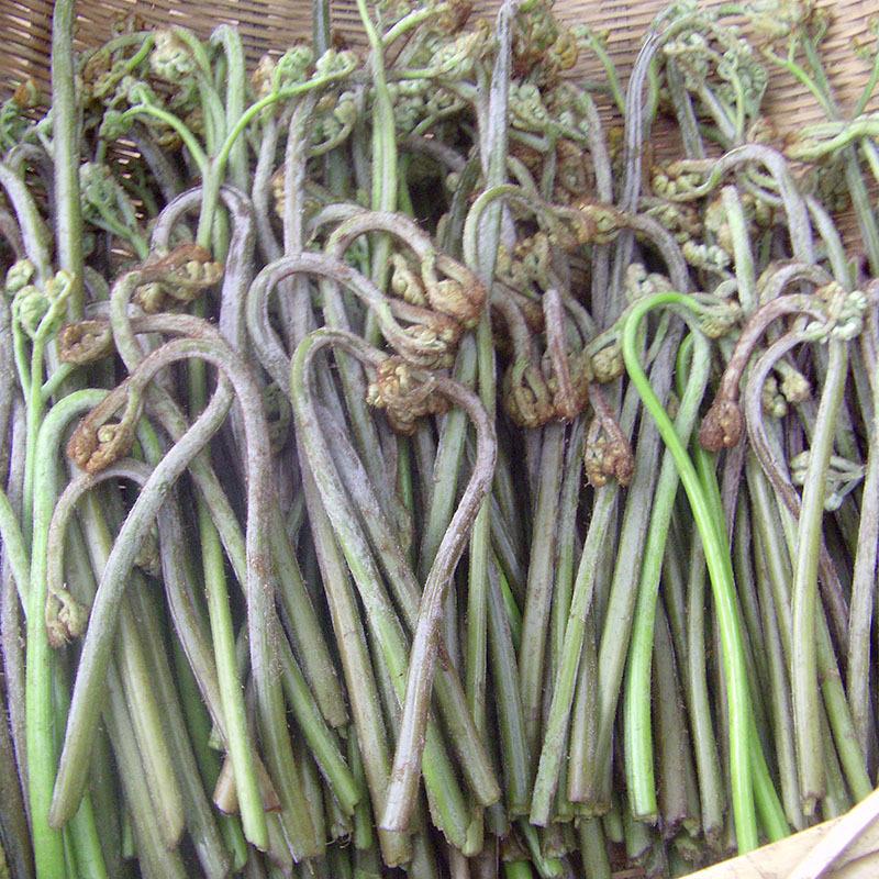 【顺丰速发】蕨菜新鲜现摘山蕨菜甜蕨苔龙爪菜下饭菜 2500g【图片