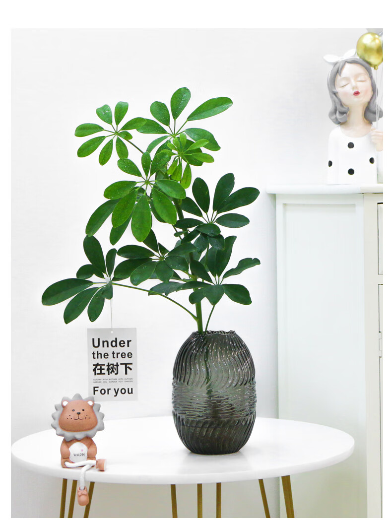 鸭掌木鸭脚木水培植物水养鸭掌木四季好养室内绿植花卉盆栽七叶莲发财