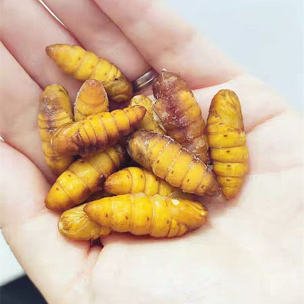 金丝蚕蛹新鲜鲜活蚕蛹下酒菜活体速冻高蛋白山东特产茧蛹子非即食 买1