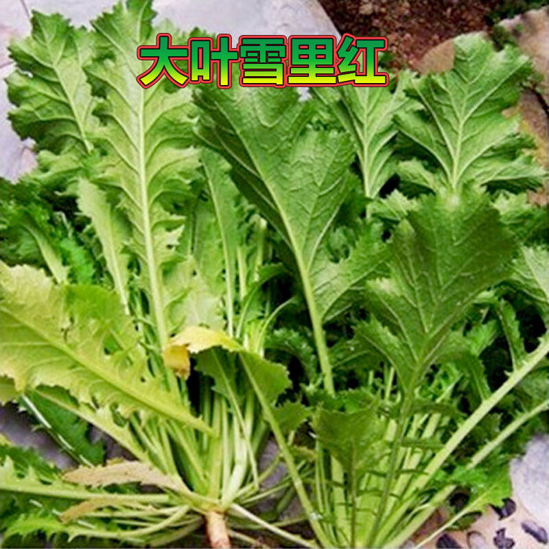 纳格兰大叶雪里红种子九头鸟雪里蕻菜籽秋季耐寒小叶雪里蕻种籽九头鸟