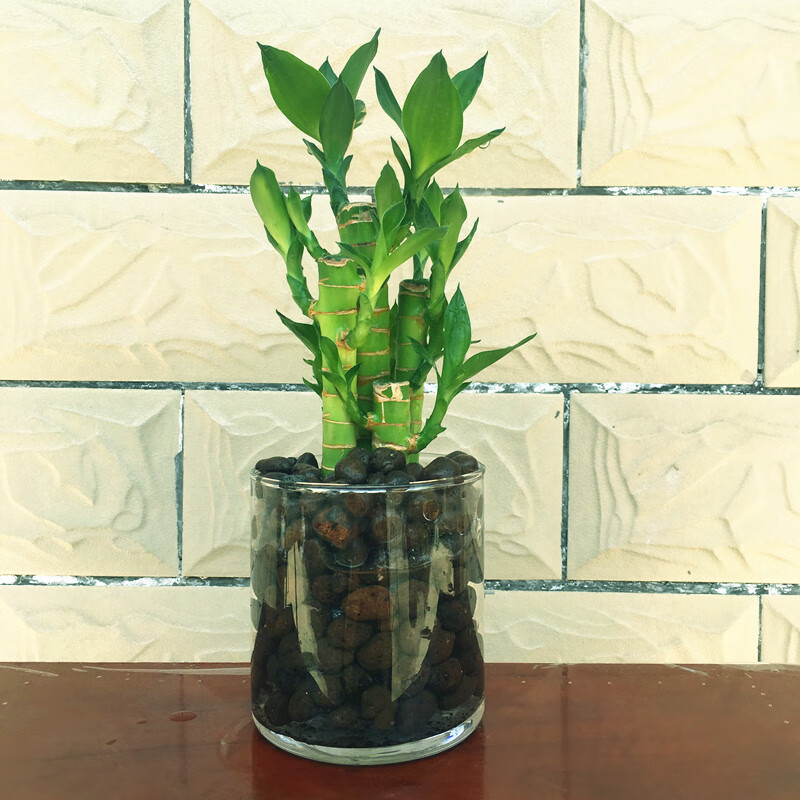 水养文昌竹 文昌竹水培绿植荷花竹业富贵竹植物水养室内小盆栽马卡龙