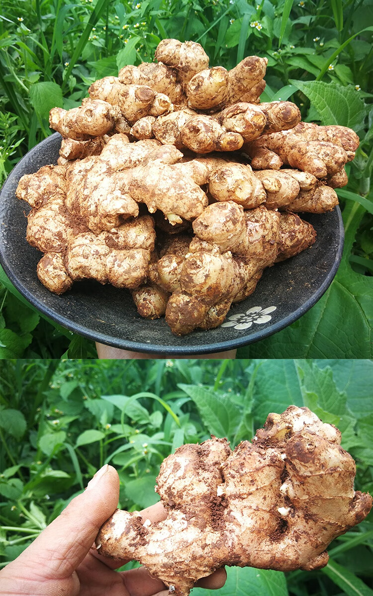 京鲜配送云南小黄姜生姜老姜母姜月子姜土姜农家姜蔬菜25斤装5斤