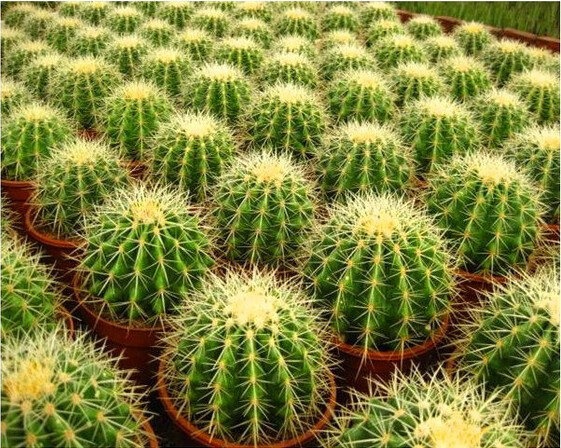 金琥大号超大仙人球金冠办公桌盆栽植物直径8公分左右不含盆