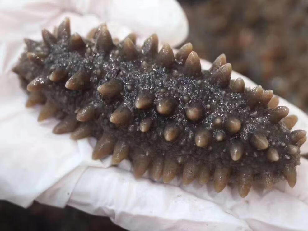 关东参日本北海道纯野生六排刺纯淡干关东海参干货俄罗斯红参大连辽