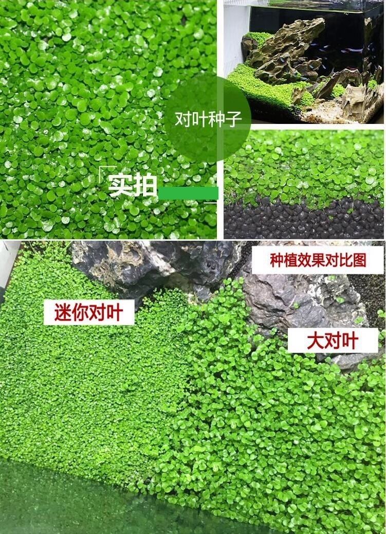 水草种子迷你对叶草鱼缸前景草速成草坪种子水族箱造景牛毛草种子小对