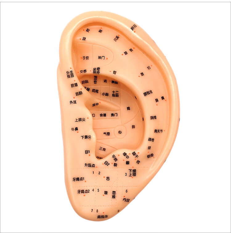 冀御清晰刻字耳模型耳穴模型按摩針灸教學穴位耳穴人體反射區耳朵模型