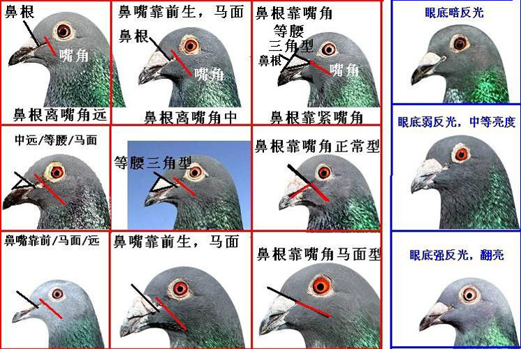 如何区分鸽子公母图解图片