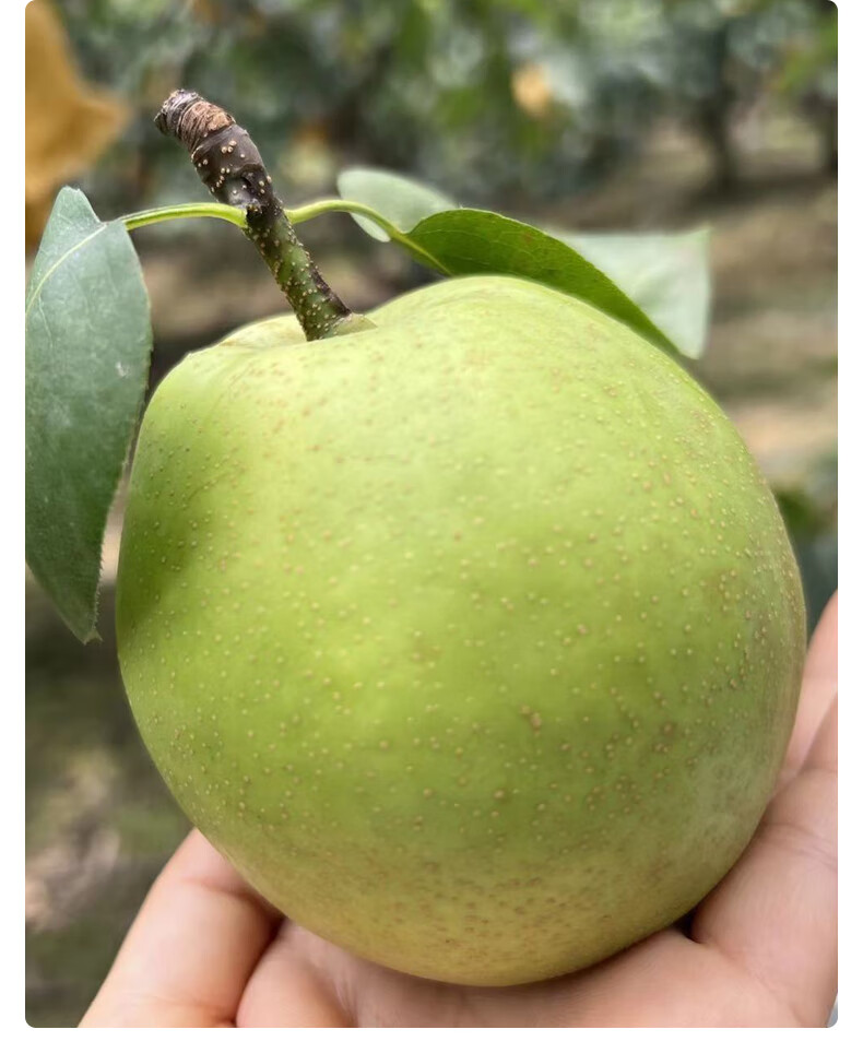 颜曼箐 四川六月雪千脆蜜梨当季整箱6-8枚彩箱现摘青皮应季脆冠梨子