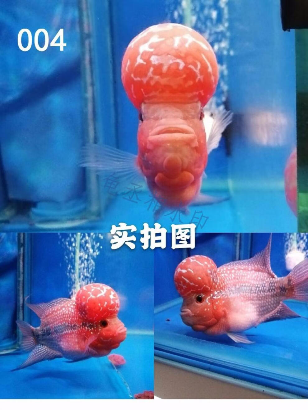 罗汉鱼罗汉鱼苗活体起头爆头鸿运泰国纹红满银火凤凰观赏鱼13cm高起头
