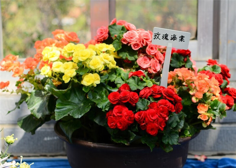 春枝韵玫瑰海棠花丽格海棠绿植盆栽 重瓣 办公室居家盆栽花卉 玫瑰