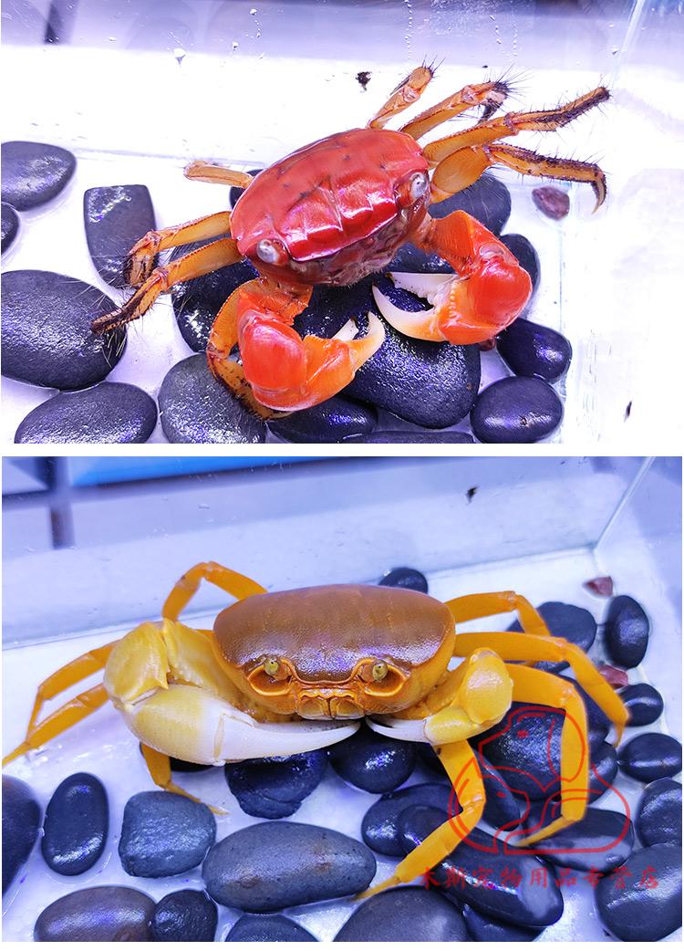vieruodis螃蟹宠物观赏蟹辣椒蟹淡水相手蟹勾手蟹活体小型迷你豹点溪