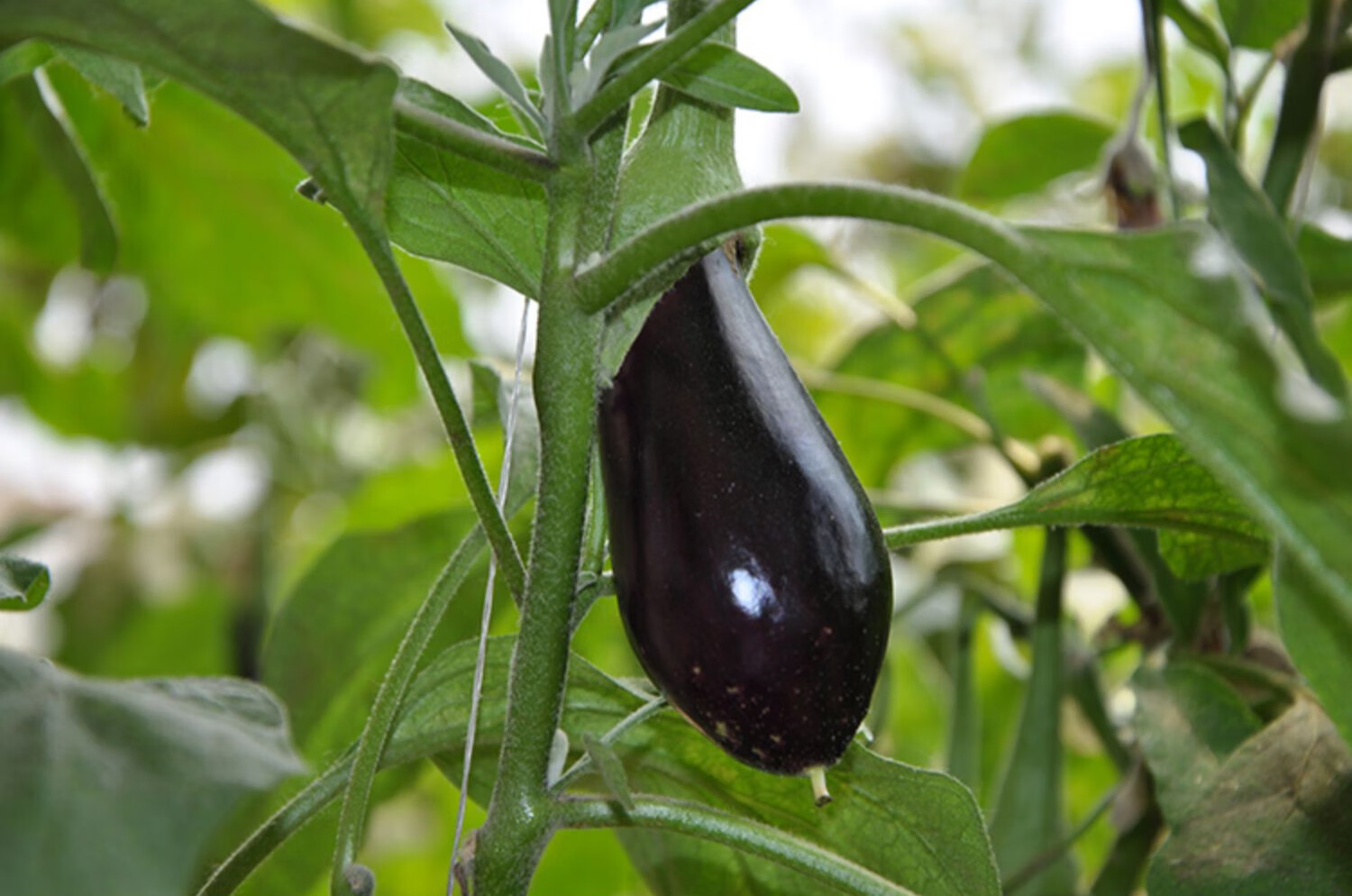 长茄子 新鲜蔬菜农家种植紫皮茄子口感细腻滑嫩茄子5斤 生鲜 5斤装