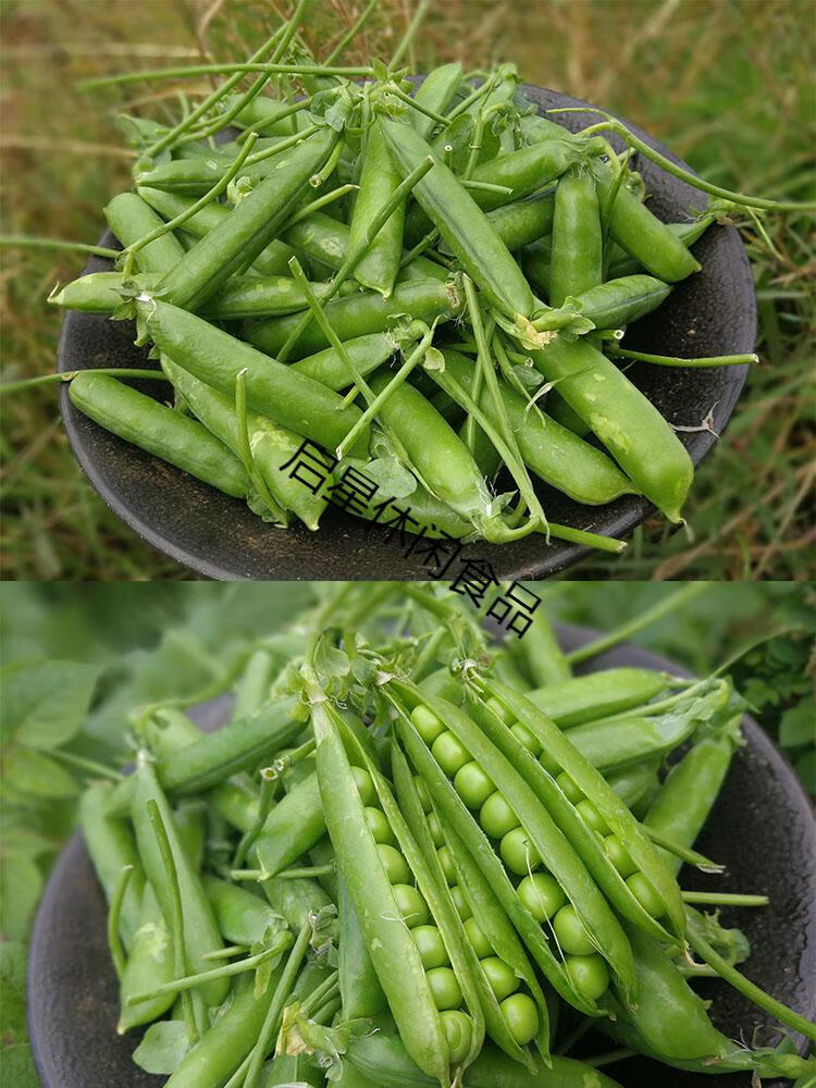 云南新鲜豌豆甜脆豌豆水果豌豆青豌豆甜豆农家种植现摘现发5斤装1斤