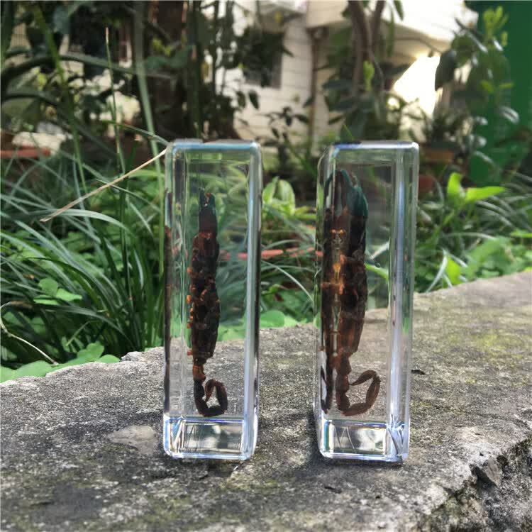 君吻 标本蝎子 千年虫幼儿园教学黑蝎子树脂标本鞭蝎琥珀真虫摆件