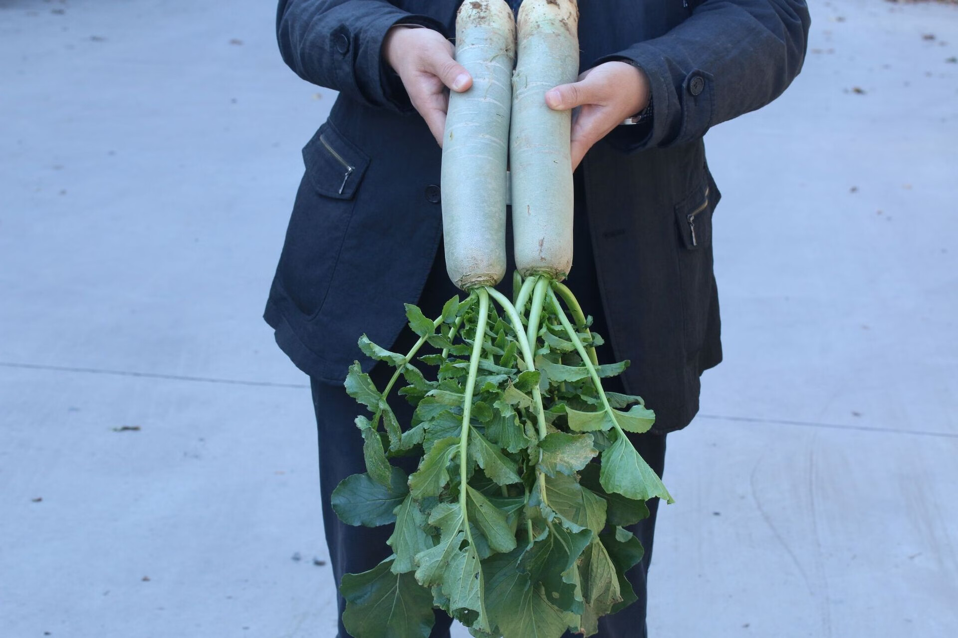 青萝卜新鲜水果萝卜 生吃脆甜多汁蔬菜 带箱五斤