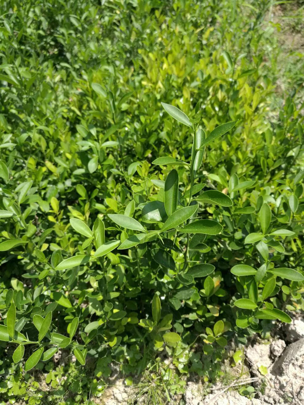 金豆苗盆景小苗豆苗山桔苗野山柑树苗长青金豆苗木苗圃直销5080厘米