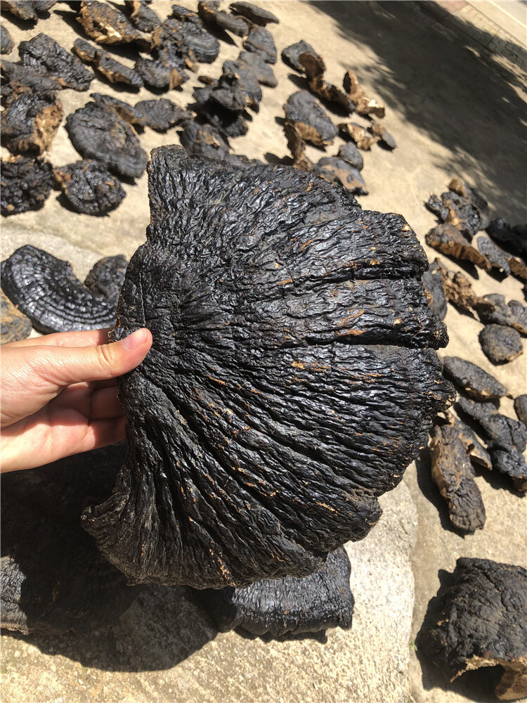 薄树芝薄盖林芝松木层菌红缘树舌灵芝不苦2个一斤2019年采摘【图片