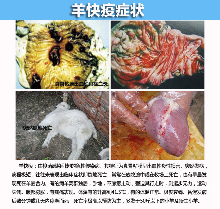羊用多联必应羊疫苗三联四防羊快疫羊猝狙羊黑疫羊肠毒血羔羊痢疾三联