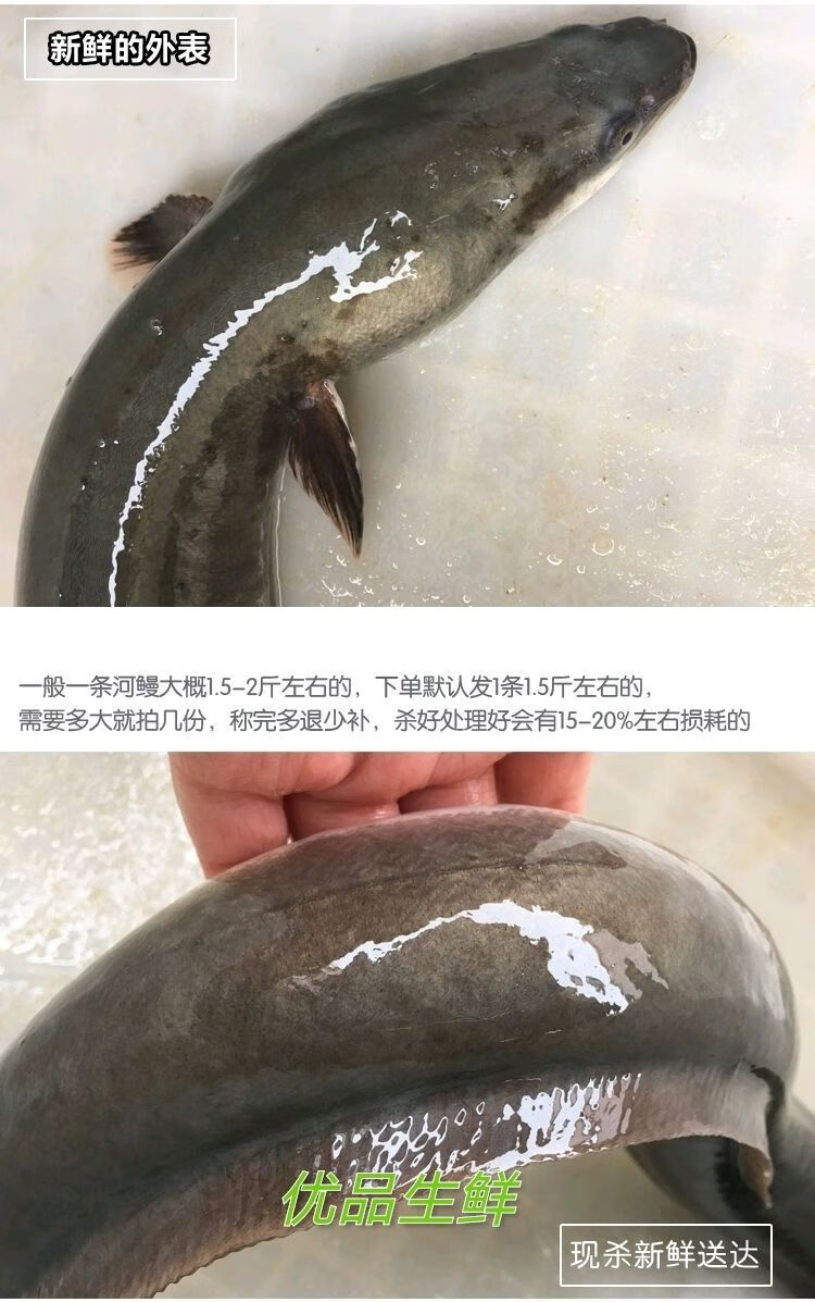 順豐淡水河鰻魚白鱔新鮮河鰻活魚鮮活現殺海鰻白鰻1213斤3條裝宰殺後