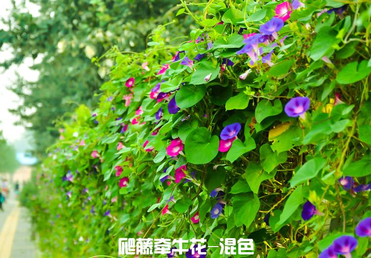 大花朵牵牛花种子爬藤花卉阳台庭院花种子植物花籽混色盆栽喇叭花