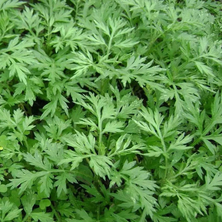 新鲜艾草叶食用青团艾草粑粑糍粑材料江西野生嫩艾叶现摘现发2斤装