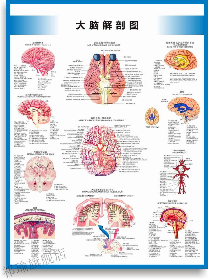 医院科室挂图宣传图脑的构造图脑的结构大脑结构图大脑解剖图脑部构造