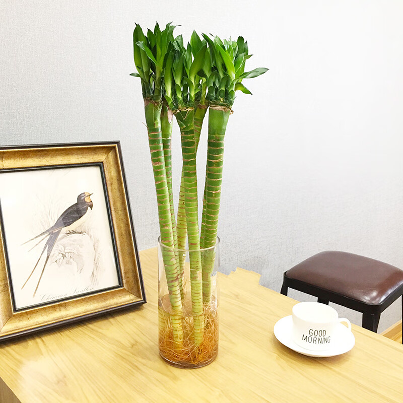 带根龙竹罗汉竹转运竹水培富贵竹竹办公室内水养植物不含盆 55厘米4支