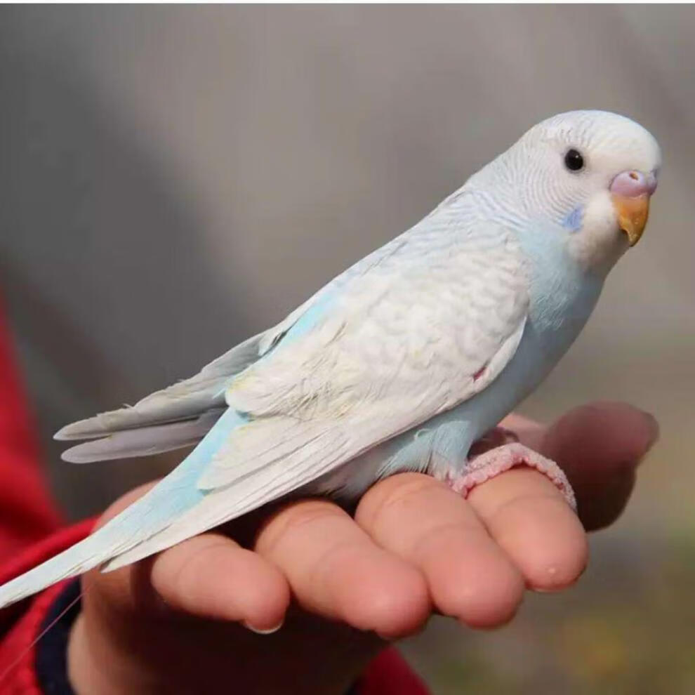 虎皮鹦鹉活鸟手养鸟会说话鹦鹉宠物鹦鹉活体鹦鹉送运输笼包繁殖黄皮