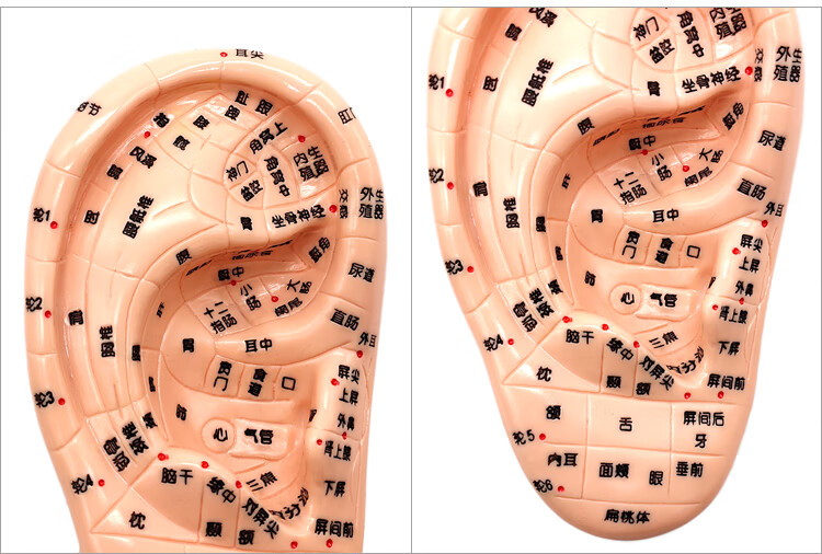 冀御清晰刻字耳模型耳穴模型按摩针灸教学穴位耳穴人体反射区耳朵模型