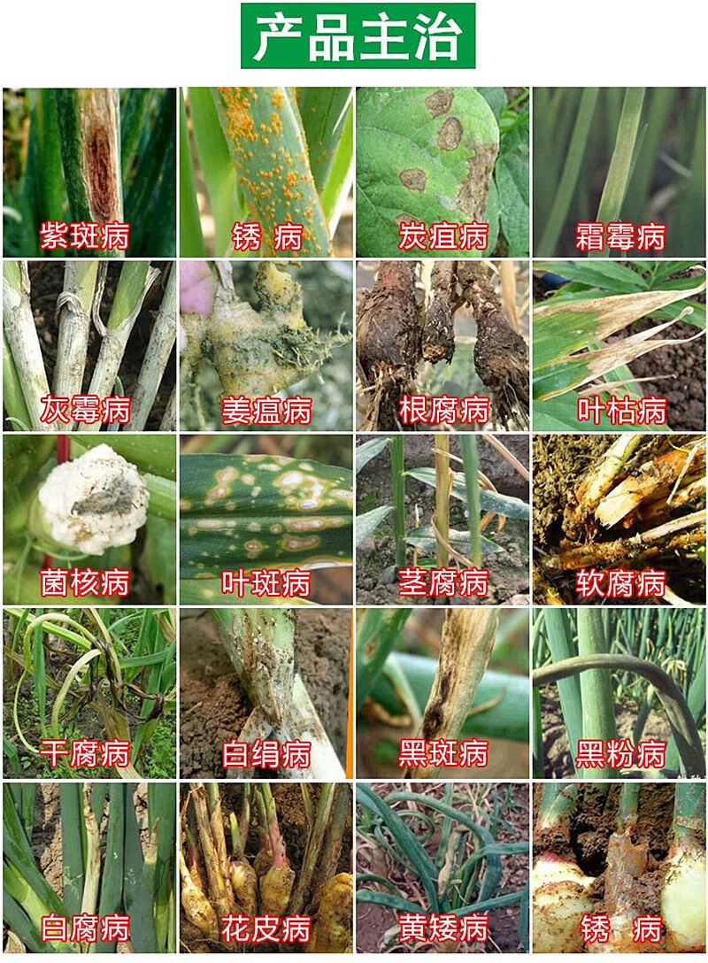 大葱专用剂灰霉病叶枯病疫病根腐病霜霉病锈病黑斑病紫斑霜霉 大葱病