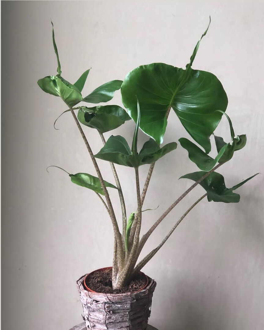 黄貂鱼海芋alocasiastingray网红ins绿植盆栽斑马剑叶黄貂鱼海芋90