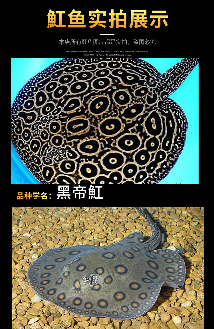 魟鱼活体鱼珍珠虹米克斯缸鱼金龙鱼红龙鱼热带鱼龙鱼配鱼皇冠黑金15cm