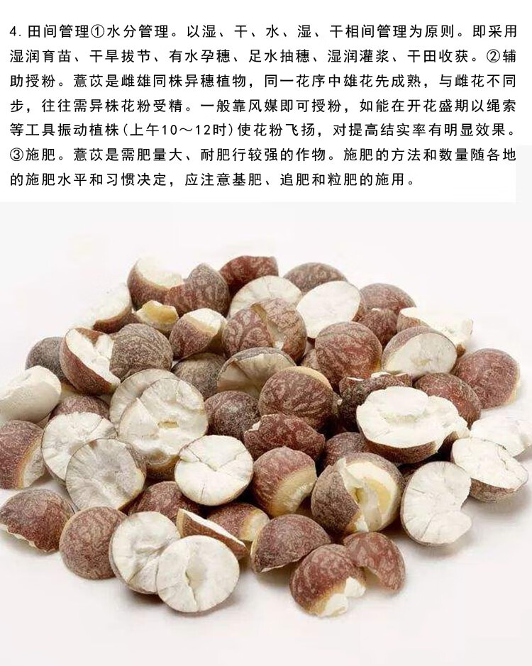 新薏米种子小薏米籽草珠子薏苡仁种籽六谷子四季播种五谷杂粮薏米