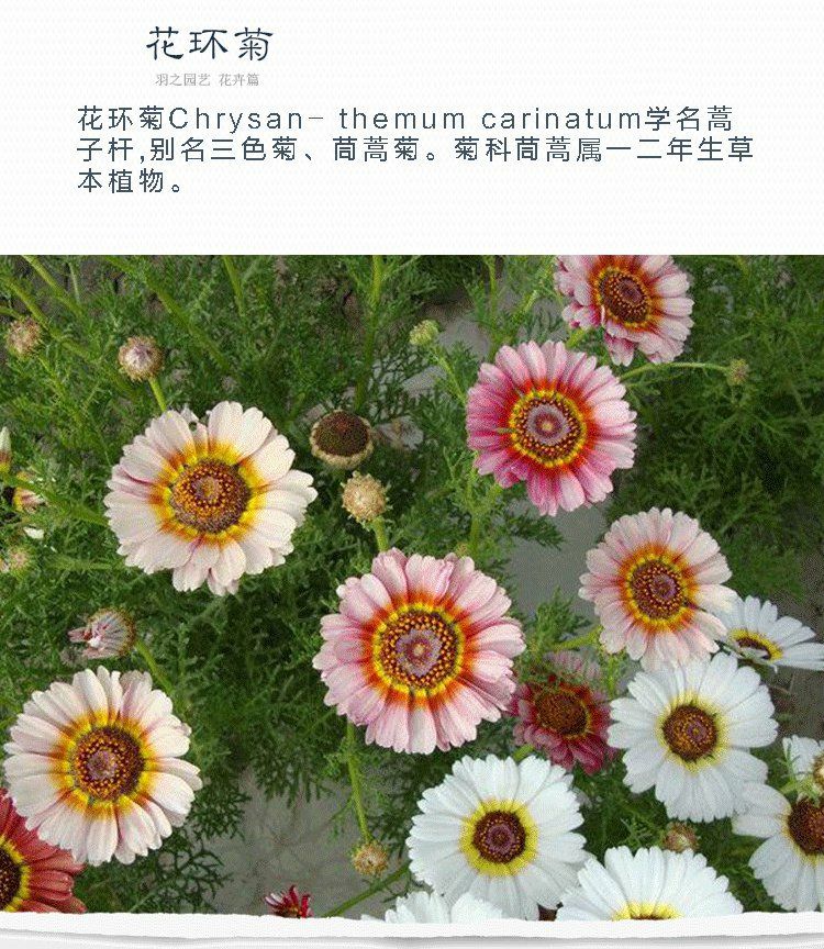 帅轩花环菊种子混色四季室内阳台盆栽植物花草观赏花种子花卉种籽花环