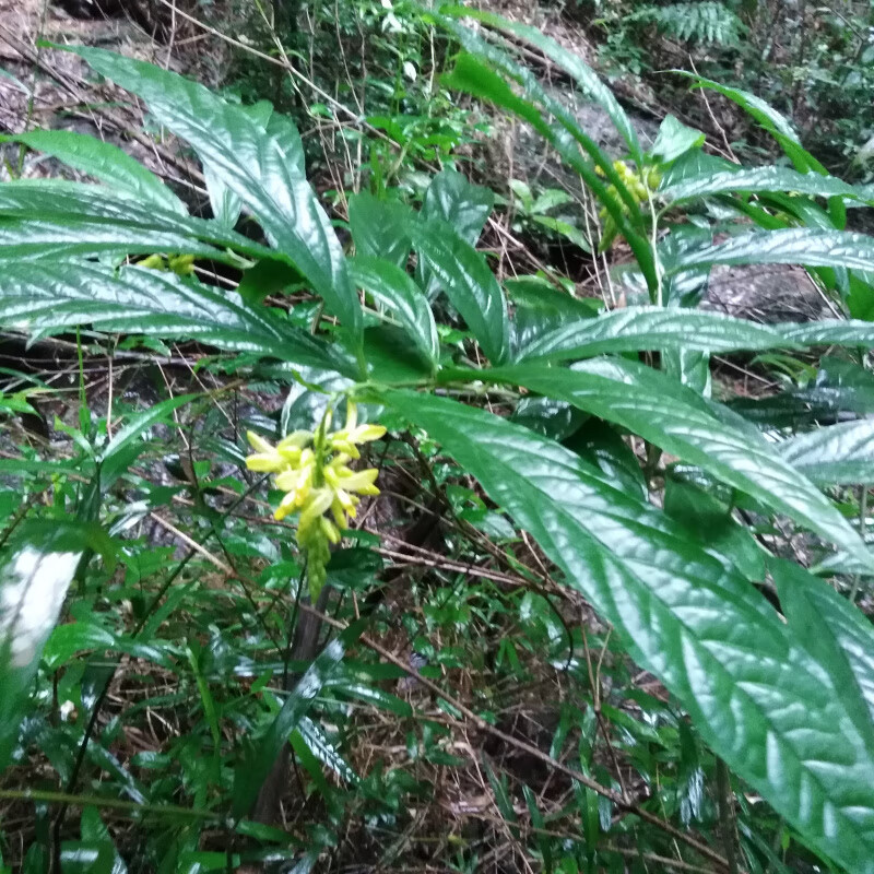 黄花倒水莲观音串黄花吊水莲倒吊黄花根黄花远志500g