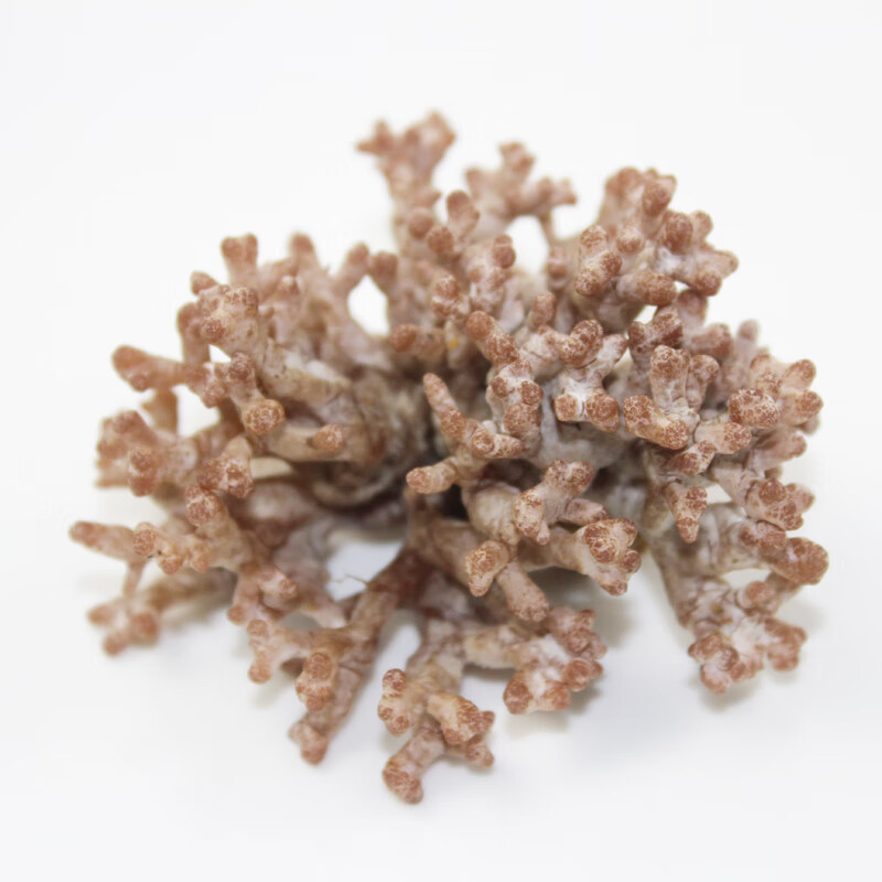 【顺丰空运】新鲜龙爪菇 1斤菌老鼠脚扫帚菌野生菌云南菌菇 鲜扫把菌