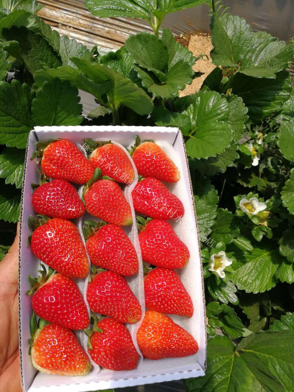 新鲜四季草莓烘焙草莓双流蛋糕奶茶商用一盒一盒250g