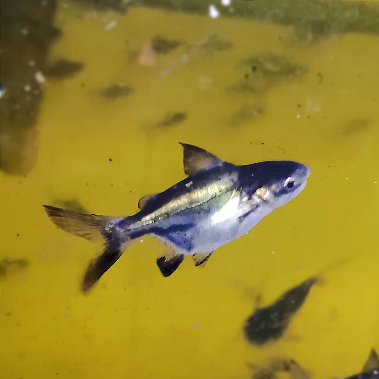 球鯊短身成吉思汗鯊大白淡水鯊大型熱帶魚觀賞魚魚苗活體寵物 高背球