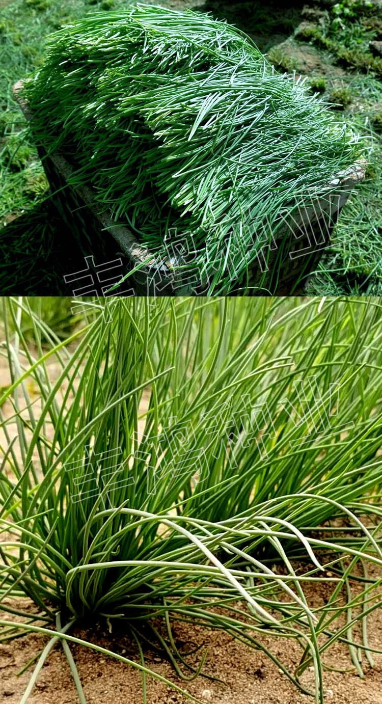 内蒙古野生沙葱种子胡葱耐寒耐旱四季韭葱香葱盆栽阳台蔬菜种籽野生