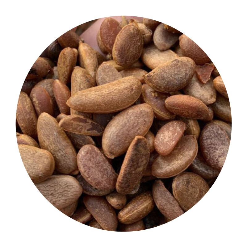 谏仰新金弹子种子老鸦柿种子 鸡血红 梨形 葫芦果 人参果 盆栽植物