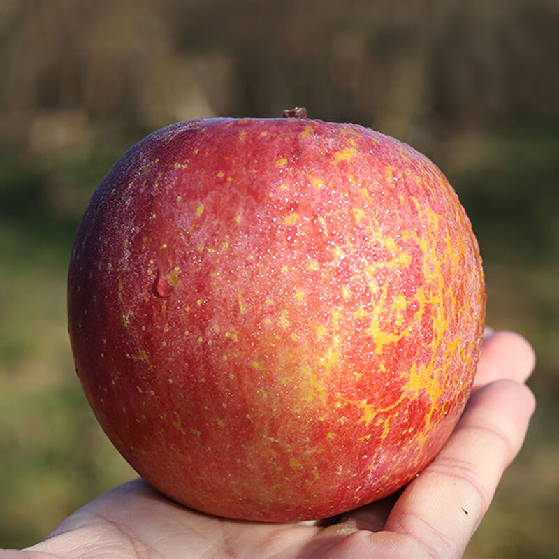 年货精选正宗丑苹果冰糖心大凉山盐源脆甜苹果新鲜现摘水果批发脆甜大