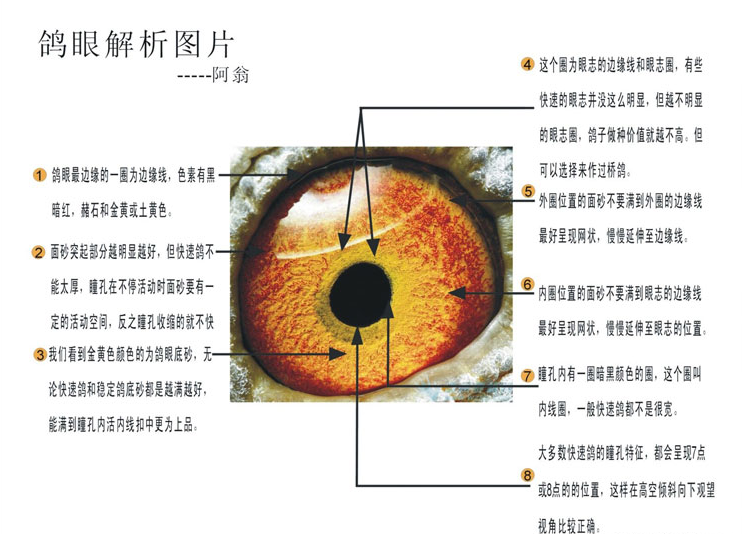 【jd推荐赛鸽】赛鸽比利时纯种血统信鸽成绩鸽超远程种鸽活体鸽子宠物