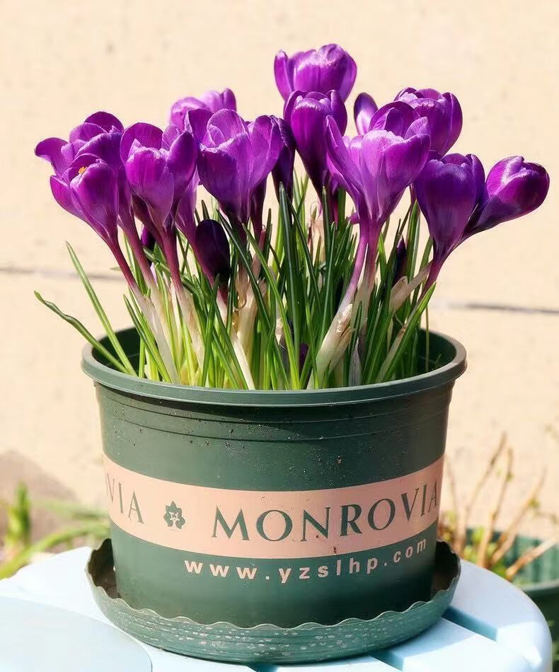 藏红花种球食用耐寒花卉种子冬季西红花苗球根植物盆栽番红花种球精选