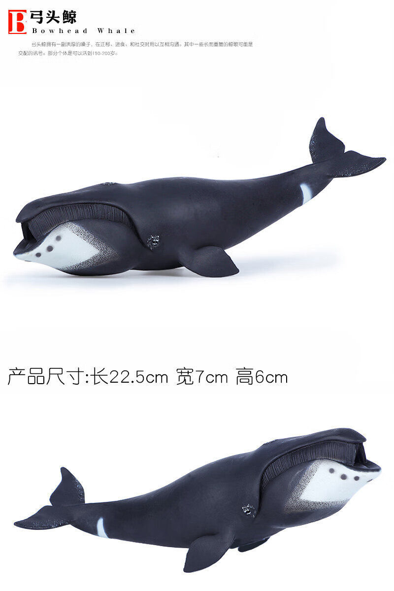 弓头鲸 仿真海洋生物鲸鱼玩具动物模型大号弓头鲸虎鲸座头鲸一角鲸男