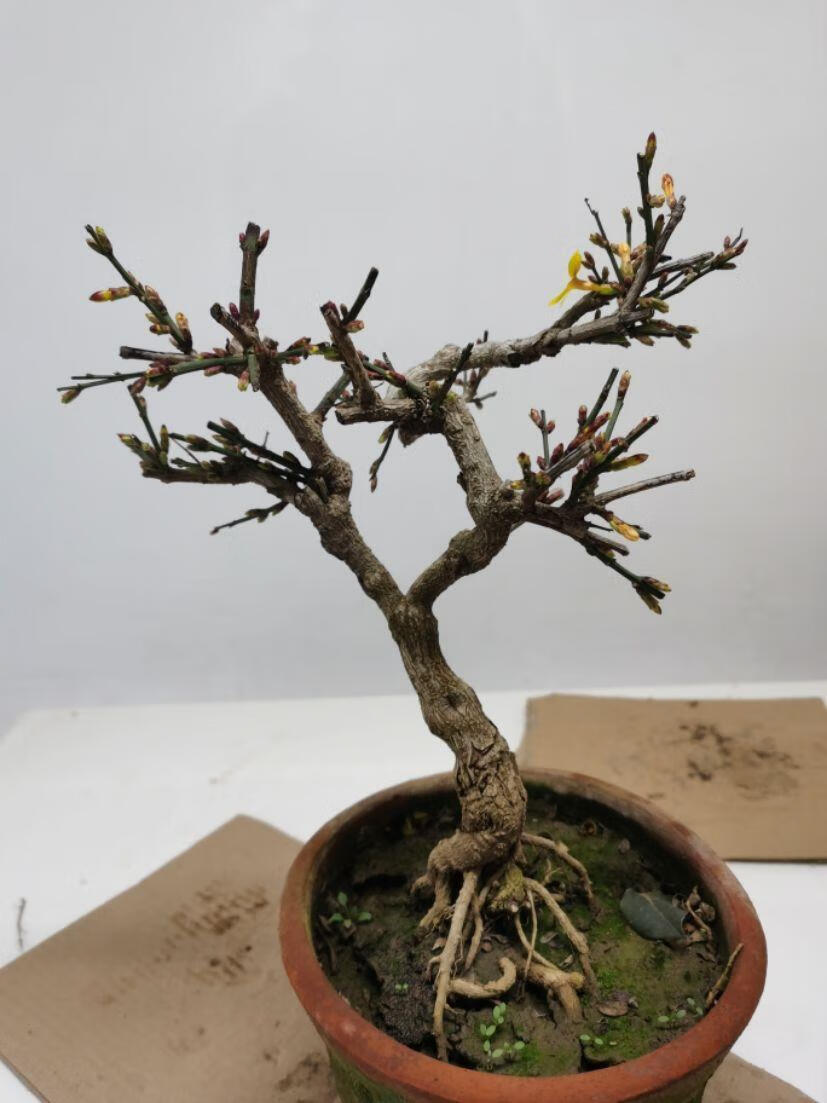 现货现发迎春花提根盆景造型粗桩老桩耐寒庭院绿化苗梅花长春花精品